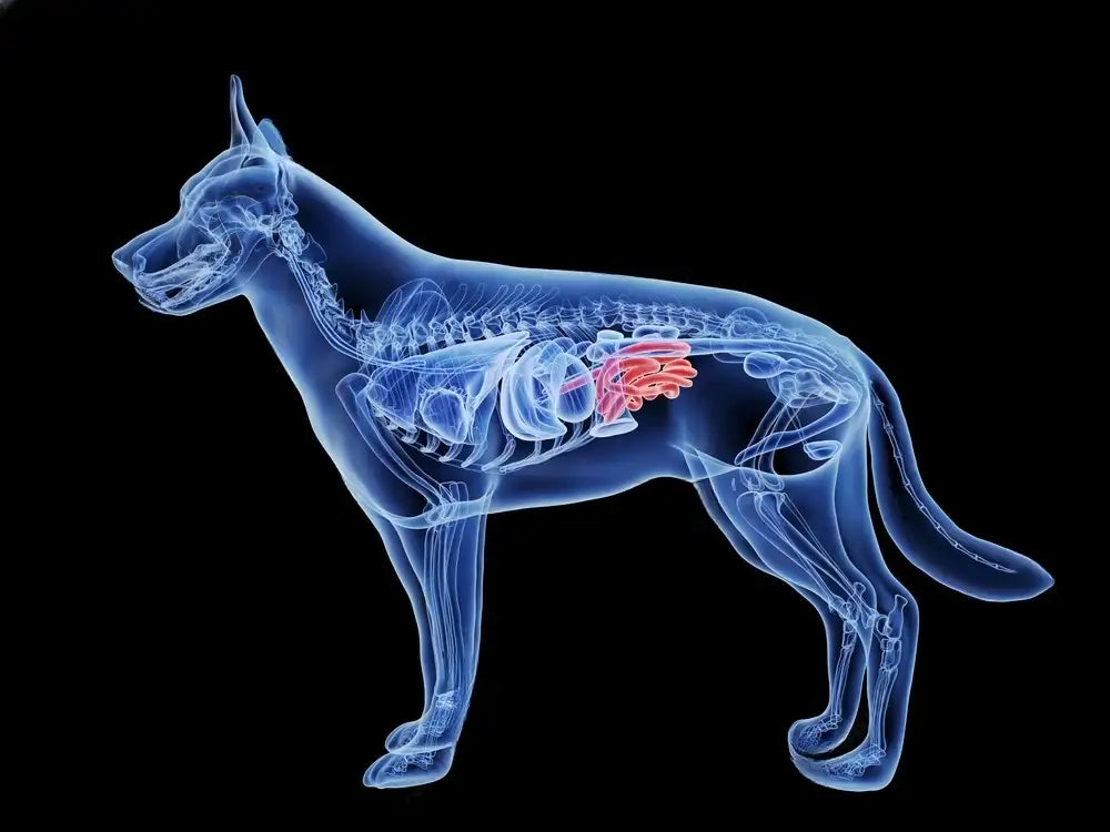 4 boli determinate de paraziții intestinali la animalele de companie dacă nu apelezi la deparazitare la Nort Vet în Suceava