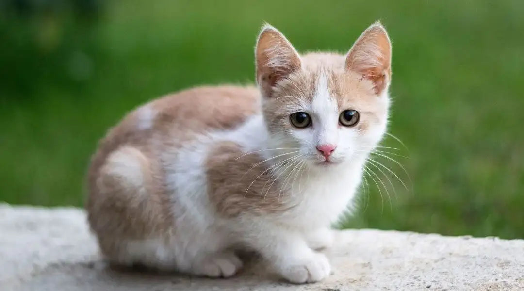 Ce plante sunt toxice pentru pisici? Iată de ce trebuie să îți ferești felina