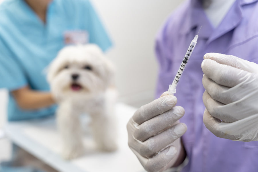 De ce este importantă vaccinarea animalelor de companie: Programul corect de imunizare