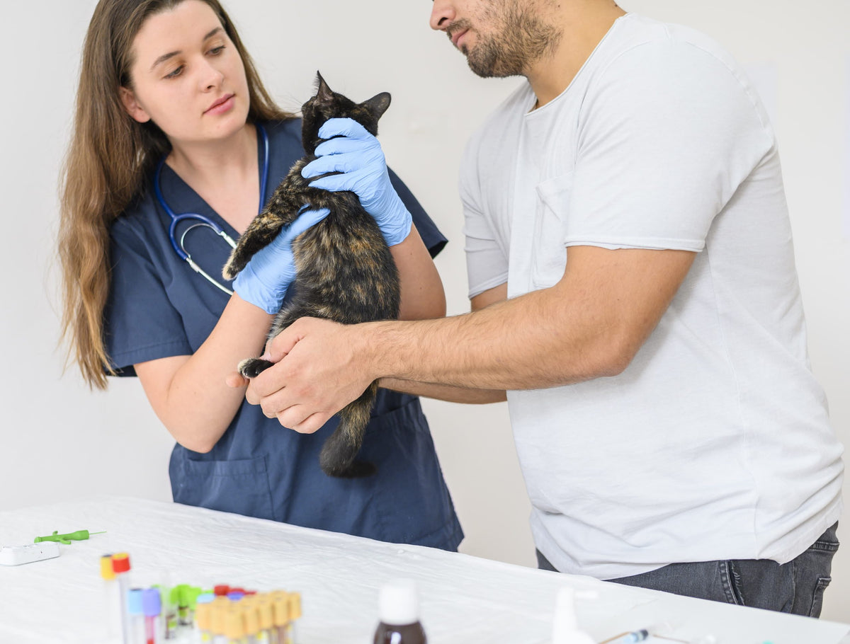 Pisicii îi curg ochii? Iată motivele și tratamentul posibil, potrivit Nord Vet, clinică veterinară din Suceava