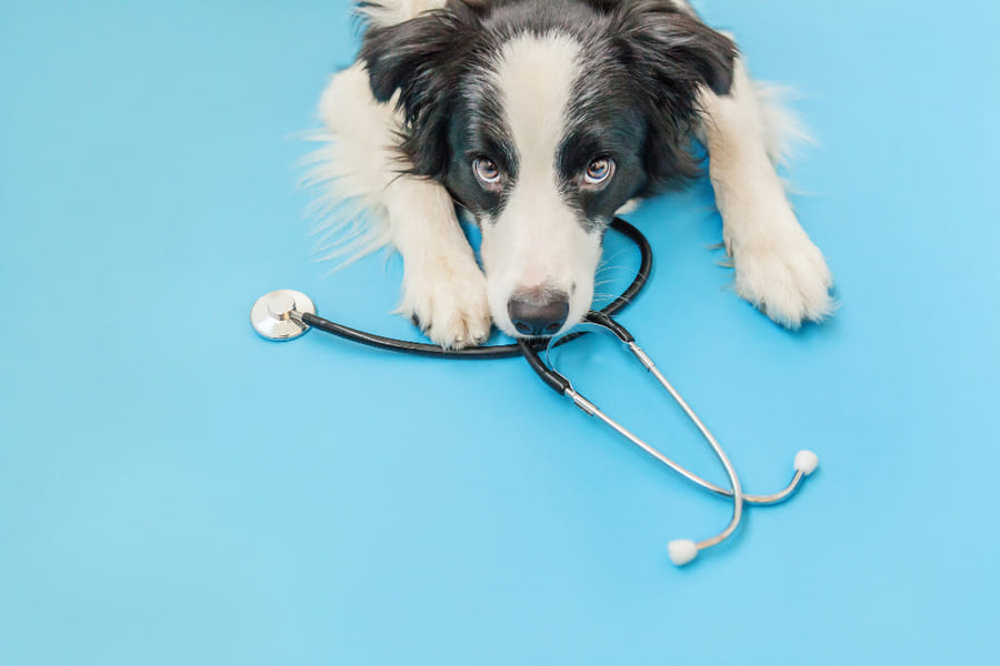 Importanța comunicării eficiente cu medicul veterinar pentru sănătatea animalului tău