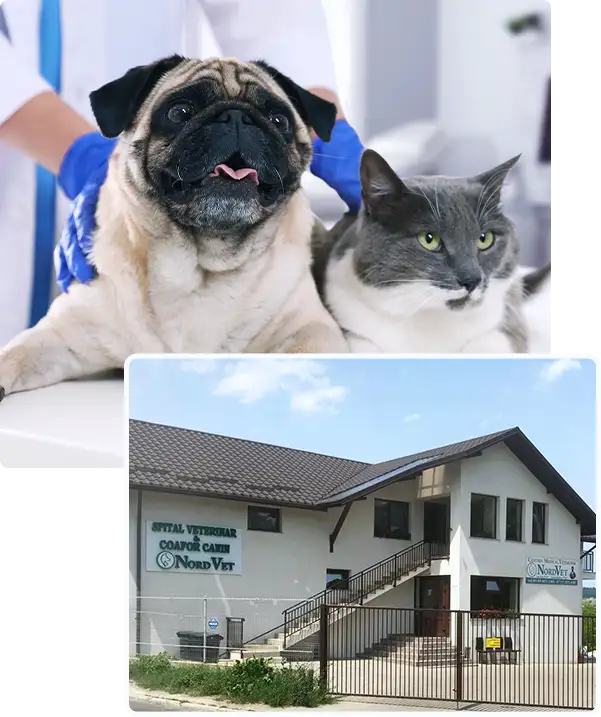 Medic veterinar NordVet consultând un câine
