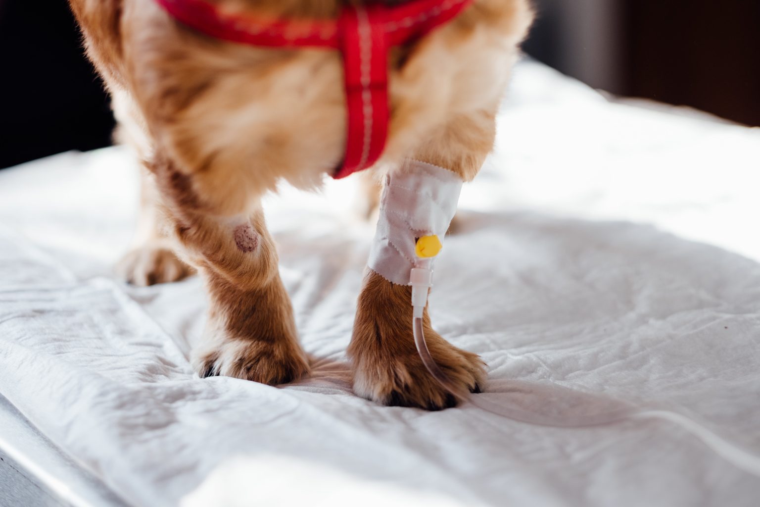 Pisică examinată într-un cabinet veterinar