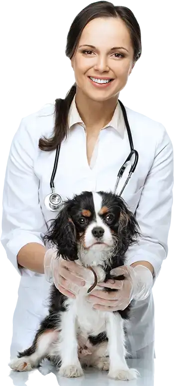Medic veterinar ținând un câine
